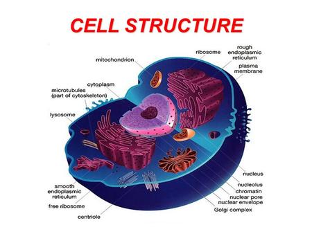 CELL STRUCTURE. Lesson objectives By the end of this lesson you should know: The parts of a compound light microscope and their functions PA: Be familiar.