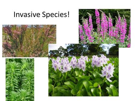 Invasive Species!. I. Invasive Species A.Most species introductions are actually beneficial to humans – we depend heavily on introduced species for food,