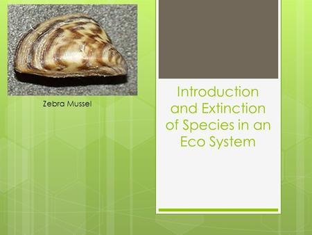 Introduction and Extinction of Species in an Eco System Zebra Mussel.