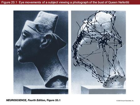 Figure 20.1 Eye movements of a subject viewing a photograph of the bust of Queen Nefertiti neuro4e-fig-20-01-0.jpg.