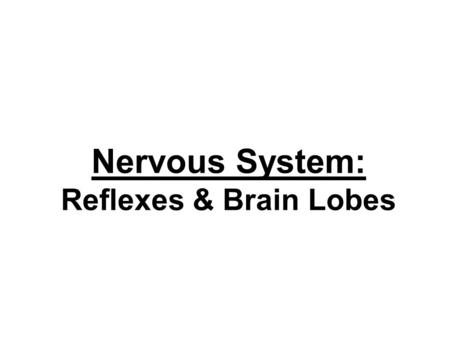 Nervous System: Reflexes & Brain Lobes