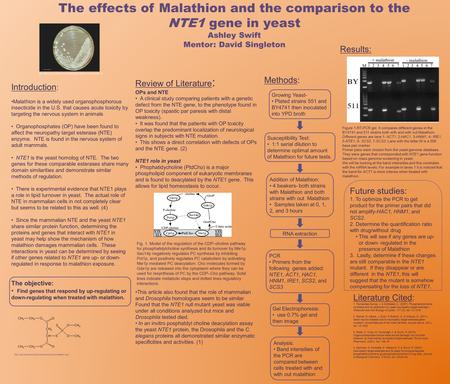 The effects of Malathion and the comparison to the NTE1 gene in yeast Ashley Swift Mentor: David Singleton Introduction : Malathion is a widely used organophosphorous.