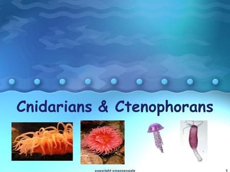1 Cnidarians & Ctenophorans 1copyright cmassengale.