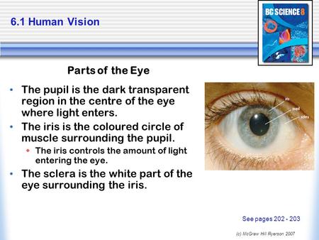 (c) McGraw Hill Ryerson 2007 6.1 Human Vision The pupil is the dark transparent region in the centre of the eye where light enters. The iris is the coloured.