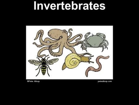 Invertebrates ©Peter_Allsop peterallsop.com. Invertebrates There are about 35 different phyla of animals. You should remember nine of them.