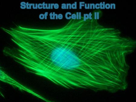 Objectives Describe the function of the cell nucleus Describe the function of the major cell organelles Describe the function of the cell wall Describe.