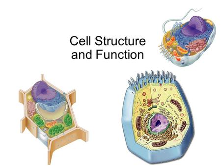 Cell Structure and Function Essential Knowledge 2B3 – Eukaryotic cells maintain internal membranes that partition the cell into specialized regions.