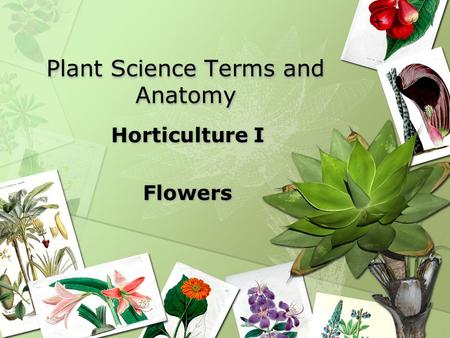 Plant Science Terms and Anatomy