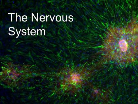 The Nervous System. Multicellular Organisms Must Coordinate The nervous system contains cells called neurons that can transmit signals from one part of.