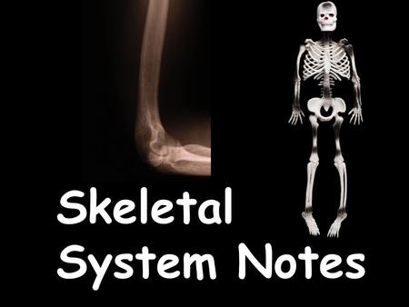 Skeletal System Notes. Your body has two organ systems that work together to provide support & help you move– the skeletal system & the muscular system.