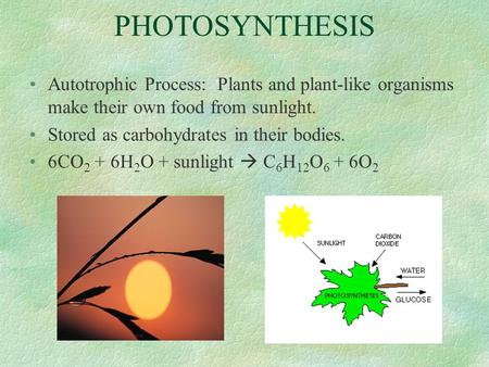 PHOTOSYNTHESIS Autotrophic Process: Plants and plant-like organisms make their own food from sunlight. Stored as carbohydrates in their bodies. 6CO 2 +