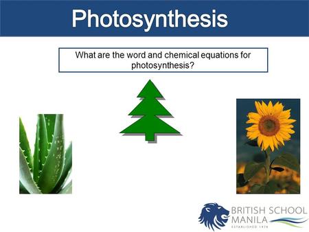 What are the word and chemical equations for photosynthesis?