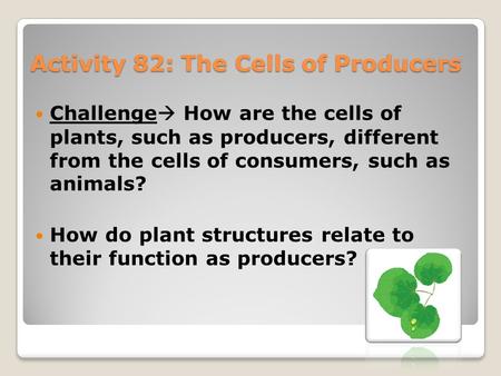 Activity 82: The Cells of Producers Challenge  How are the cells of plants, such as producers, different from the cells of consumers, such as animals?