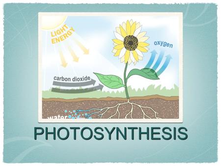PHOTOSYNTHESIS. What is the role of CO 2 in photosynthesis? Plants USE carbon dioxide to carry out photosynthesis. We can determine the presence of CO.