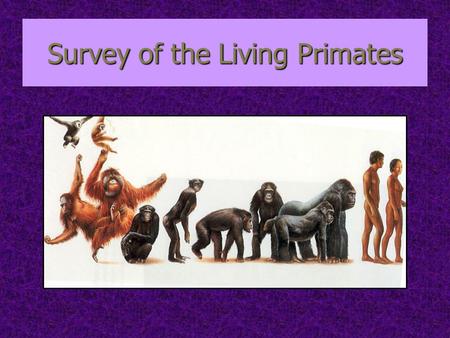 Survey of the Living Primates. Two Suborders: 1. Prosimians Includes lemurs, lorises, bush babies, tarsiers Includes lemurs, lorises, bush babies, tarsiers.