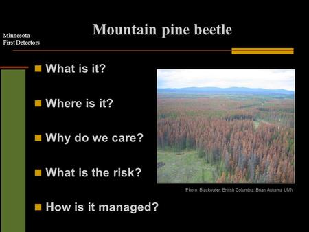Minnesota First Detectors Mountain pine beetle What is it? Where is it? Why do we care? What is the risk? How is it managed? Photo: Blackwater, British.