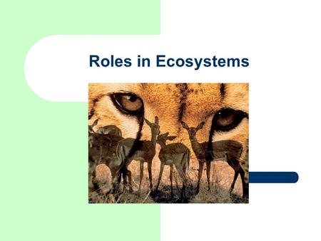 Roles in Ecosystems. Habitat – A ____________ is the place an organism lives.