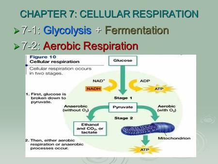 CHAPTER 7: CELLULAR RESPIRATION  7-1: Glycolysis + Fermentation  7-2: Aerobic Respiration.