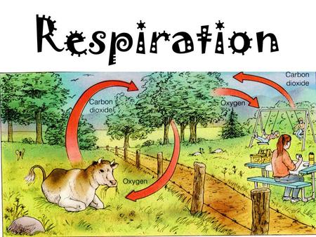 Respiration. To stay alive, cells need: 1.Food 2.Energy 3.To get rid of waste 4.To reproduce.