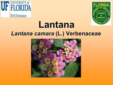 Lantana Lantana camara (L.) Verbenaceae. Biology Native to West Indies and AfricaNative to West Indies and Africa Hundreds of cultivars developedHundreds.