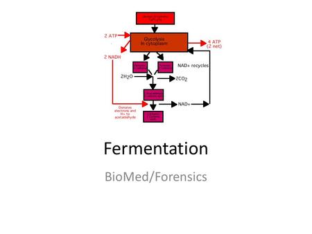 Fermentation BioMed/Forensics. KEY CONCEPT Fermentation allows the production of a small amount of ATP without oxygen.