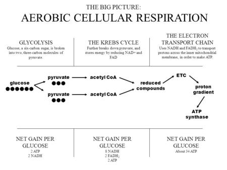 THE BIG PICTURE: AEROBIC CELLULAR RESPIRATION GLYCOLYSIS Glucose, a six-carbon sugar, is broken into two, three-carbon molecules of pyruvate. THE KREBS.