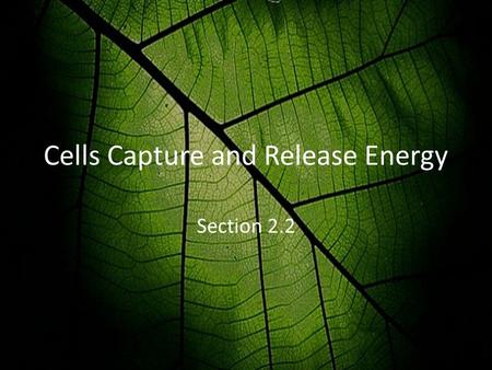 Cells Capture and Release Energy Section 2.2. Energy Energy is needed by organisms to stay alive – Plants get energy from the sun – Animals get energy.