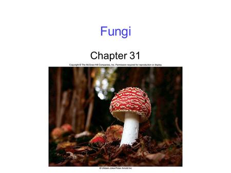Fungi Chapter 31. 2 Defining Fungi Mycologists believe there may be as many as 1.5 million fungal species Fungi are classified into six main groups -Chytrids.