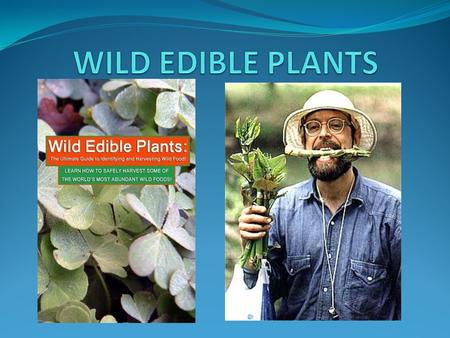 Estimated 380,000 classified plants grow on the earth’s surface. Of these, 120,000 are edible. < 50 % !!!! Identification is very important.