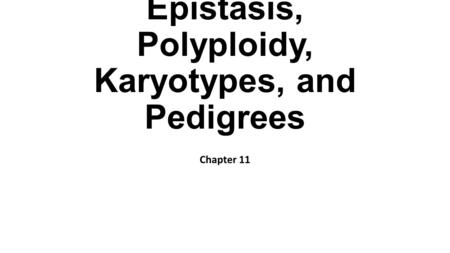 Epistasis, Polyploidy, Karyotypes, and Pedigrees Chapter 11.