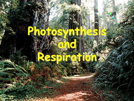 Photosynthesis and Respiration. What you will learn: Photosynthesis and Cellular Respiration are complementary processes that depend on each other.