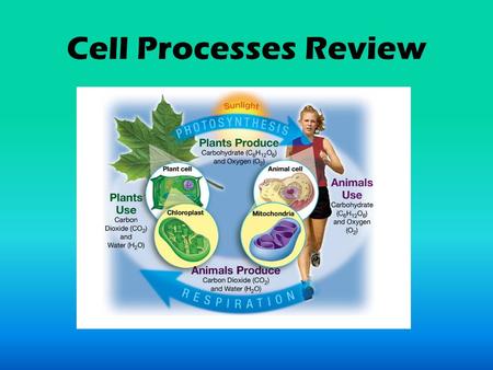 Cell Processes Review.