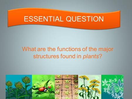 What are the functions of the major structures found in plants? ESSENTIAL QUESTION.