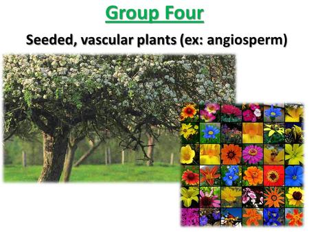 Group Four Seeded, vascular plants (ex: angiosperm)