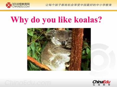 Why do you like koalas?.