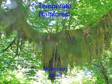 Temperate Rainforest By Brooke Jones.
