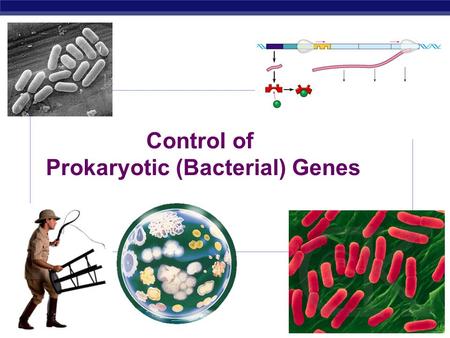 Control of Prokaryotic (Bacterial) Genes Gene Control  Many biotech techniques make use of existing mechanisms for controlling gene expression  Gene.