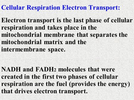 Electron transport is the last phase of cellular respiration and takes place in the mitochondrial membrane that separates the mitochondrial matrix and.