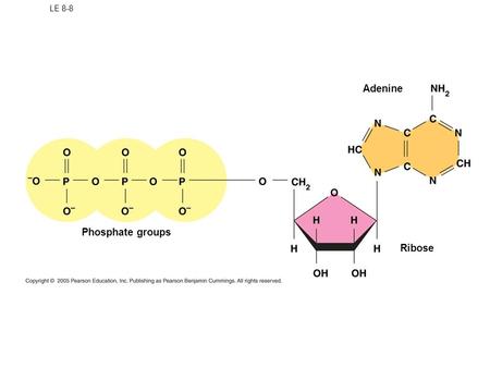 LE 8-8 Phosphate groups Ribose Adenine. Using Hydrolysis to break the phosphate bond.