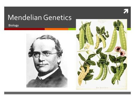  Mendelian Genetics Biology. Gregor Mendel  Gregor Mendel was an Austrian monk who studied the inheritance patterns in pea plants. His knowledge of.