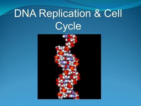 DNA Replication & Cell Cycle. Preparing and Dividing the DNA Each chromosome consists of two identical chromatids, joined by a centromere In human mitosis,