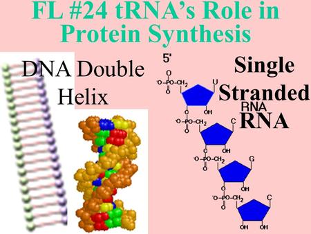 FL #24 tRNA’s Role in Protein Synthesis DNA Double Helix Single Stranded RNA.
