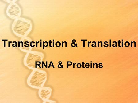 Transcription & Translation RNA & Proteins. 2 3 I) Why is RNA important to all living things?