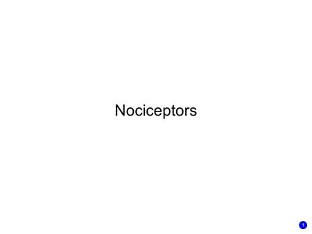 Nociceptors 1. Nociceptors are receptors that respond only to actual or imminent tissue damage Several types: High threshold mechanoreceptors: mostly.