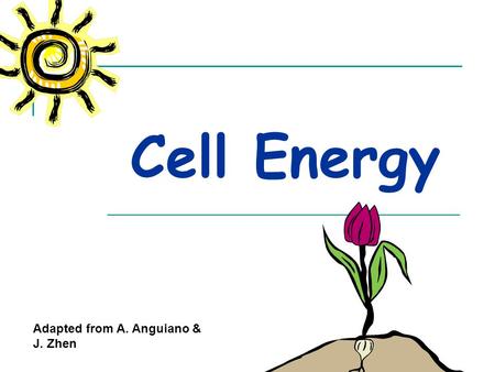 Cell Energy Adapted from A. Anguiano & J. Zhen All organisms need energy to live.