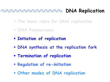 DNA Replication  The basic rules for DNA replication