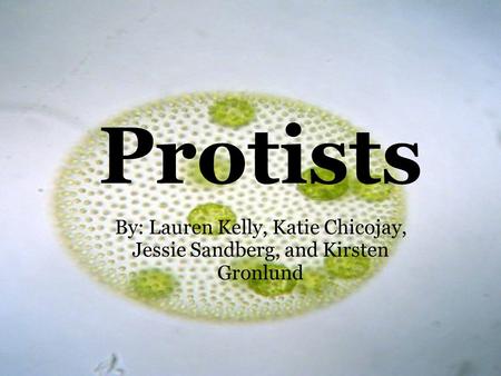 Protists By: Lauren Kelly, Katie Chicojay, Jessie Sandberg, and Kirsten Gronlund.
