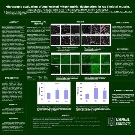 Microscopic evaluation of Age-related mitochondrial dysfunction in rat Skeletal muscle. Anjaiah Katta1, Madhukar kolli1, Kevin M. Rice1,2, David Neff1.