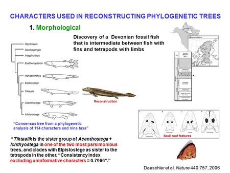 CHARACTERS USED IN RECONSTRUCTING PHYLOGENETIC TREES 1. Morphological “ Tiktaalik is the sister group of Acanthostega + Ichthyostega in one of the two.