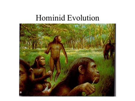 Hominid Evolution. Humans did not evolve from monkeys but from apelike ancestors that evolved independently of the pro-simians 25 million years ago,